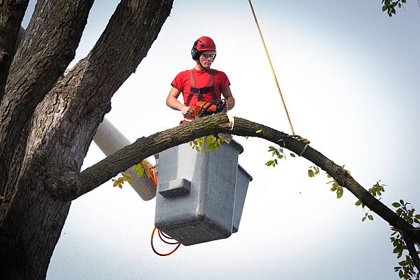 Professional Tree Service in Trevorton, PA